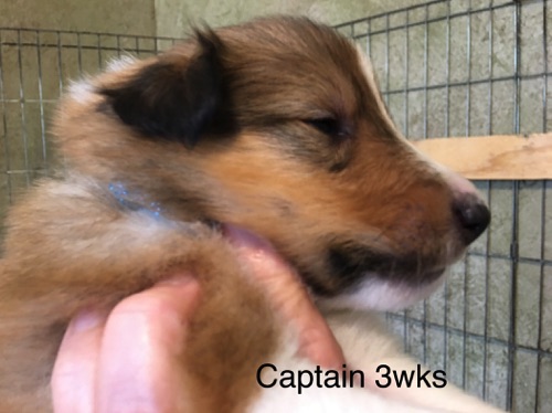 Captain 3wks